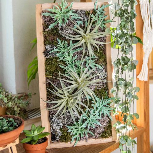 Floristik24 Echeveria 33cm lysegrønn