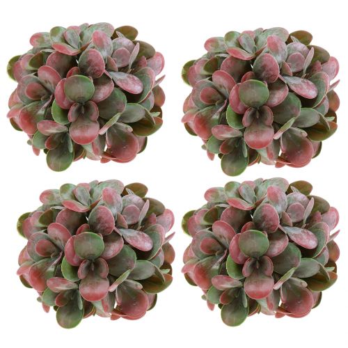 Echeveria baller grønne, røde Ø14cm 4stk