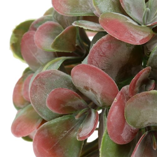 Floristik24 Echeveria baller grønne, røde Ø14cm 4stk