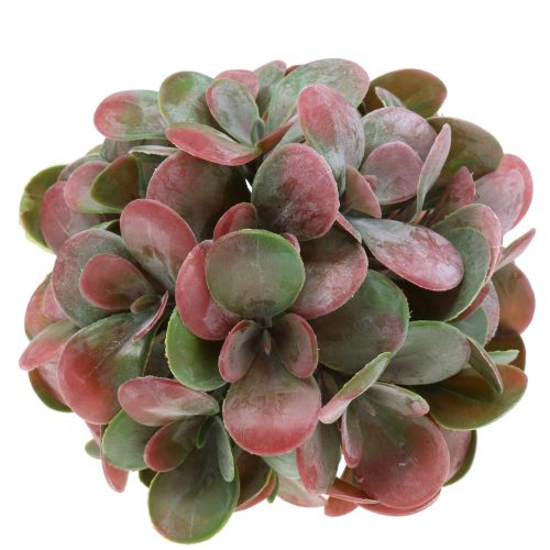Floristik24 Echeveria baller grønne, røde Ø14cm 4stk