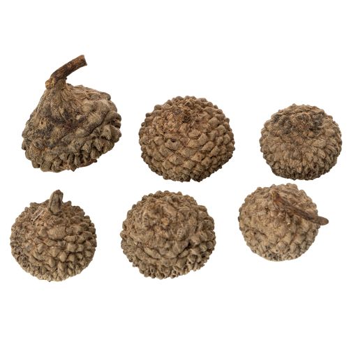 Naturlige eikenøtthatter, dekorative skåler til høst og advent, 2 cm, 300 g | Floristik24.no