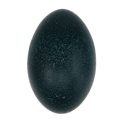 Emu egg naturlig 12cm - 14cm 1p