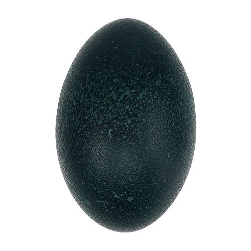 Floristik24 Emu egg naturlig 12cm - 14cm 1p