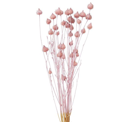 gjenstander Jordbærtistel tørrtistel dekorasjon lys rosa 58cm 65g