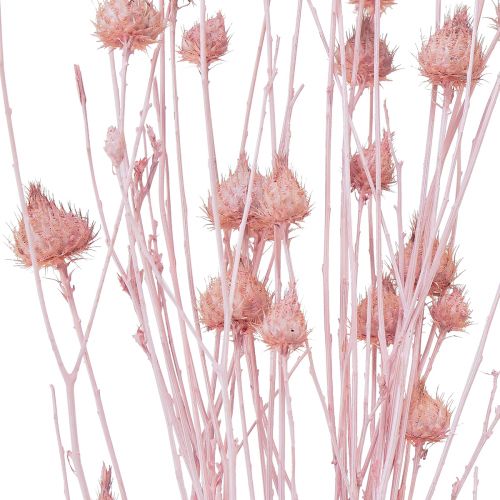 gjenstander Jordbærtistel tørrtistel dekorasjon lys rosa 58cm 65g