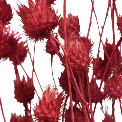 gjenstander Tørkede blomster Rød Tørrtistel Jordbærtistelfarget 100g