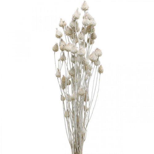 gjenstander Tørkede blomster Hvit Tørket Tistel Jordbærtistel Farget 100g