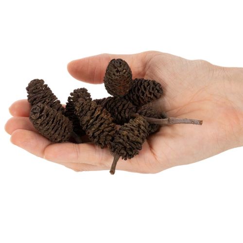 Naturlige orkongler, løse, til pynt, 3 cm, 300 g, naturbrun. | Floristik24.no