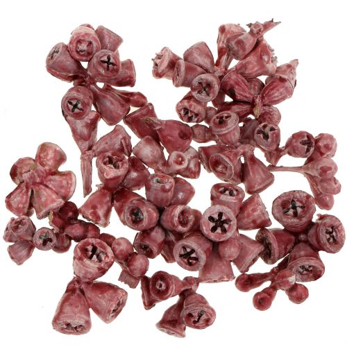 Floristik24 Eukalyptusfrukter vokset rødt 250g