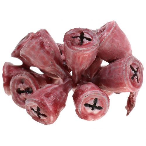 Floristik24 Eukalyptusfrukter vokset rødt 250g