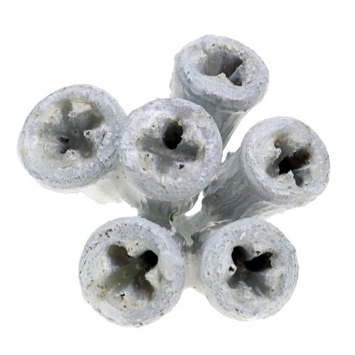 Floristik24 Eukalyptusfrukter vokset hvit 250g