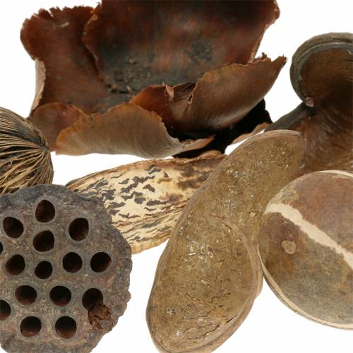 Floristik24 Eksotisk rekkevidde natur i nettet 200g