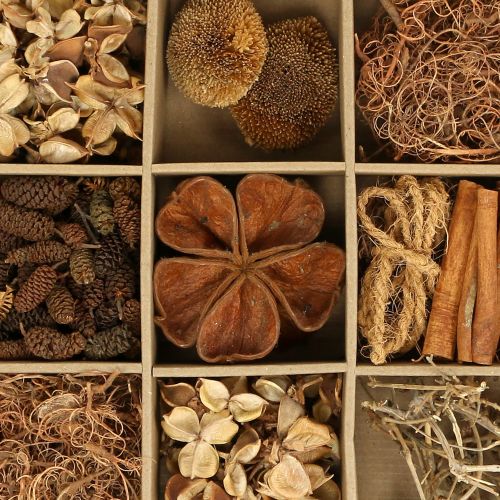 Floristik24 Eksotisk miks natur