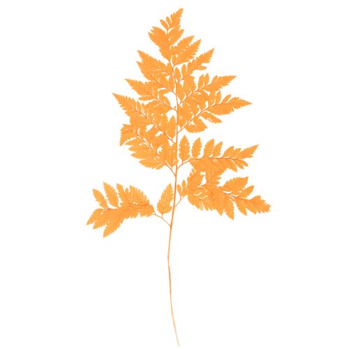 Tørkede og konserverte bregneblader til blomsterdekorasjon og høstdekorasjon, 42 cm, 10 stk. kjøpe | Floristik24.no