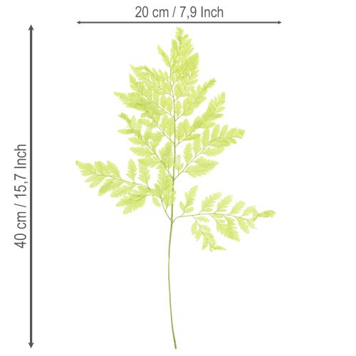 gjenstander Bregner: Bevart, høykvalitets naturmateriale for langvarige dekorasjonsprosjekter, 40 cm, 10 stk.