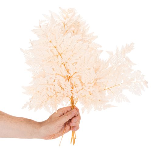 Tørket bregnedekorasjon til vase 42 cm 10 stk | Floristik24.no
