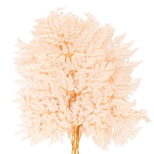 Tørket bregnedekorasjon til vase 42 cm 10 stk | Floristik24.no