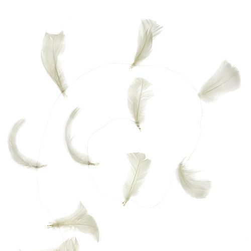 Floristik24 Fjær på trådkrem 10m