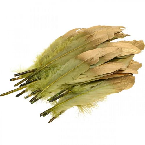 Floristik24 Fjær for håndverk, dekorative fjær, grønn-gull, L16–20cm, 24 stk.