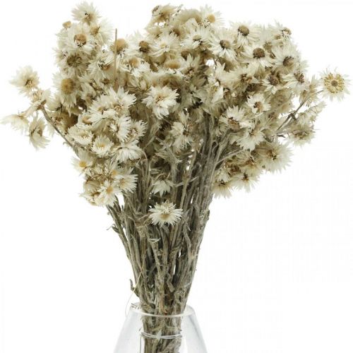 gjenstander Mini Halmblomst Hvit Tørket Blomst Deco Steinblomst H20cm 15g