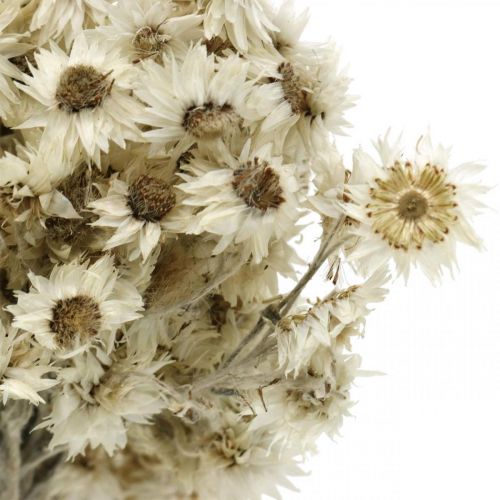 gjenstander Mini Halmblomst Hvit Tørket Blomst Deco Steinblomst H20cm 15g