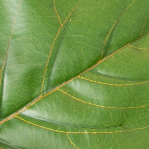 Kunstig Ficus lyrata 120 cm dekorativ til stue | Floristik24.no