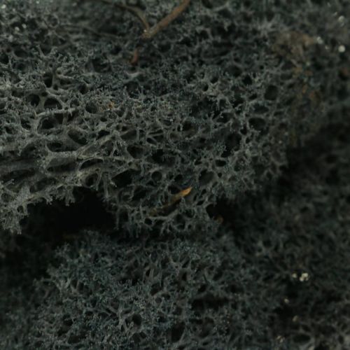 gjenstander Dekorativ Moss Black konserverer islandsmose for håndverk 400g
