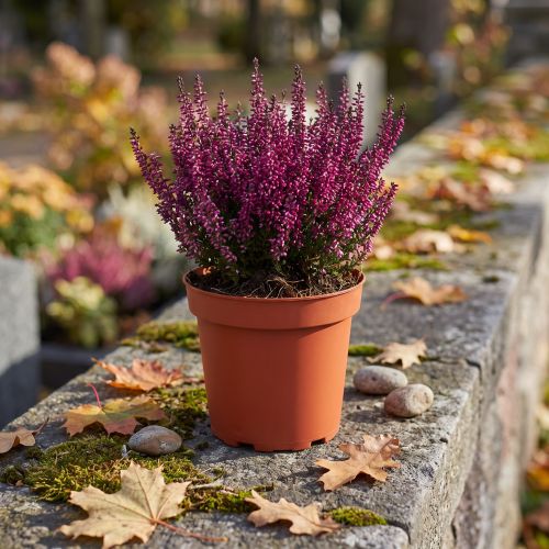 Plantepotte plast Ø19cm 10stk | Floristik24.no