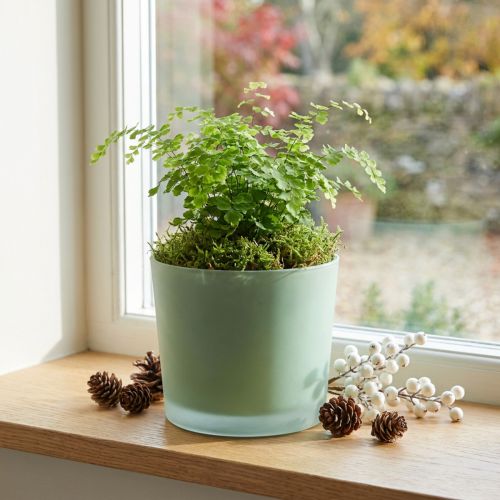Glass blomsterpotte grønn plantekasse glassbalje Ø14,5cm H12,5cm | Floristik24.no