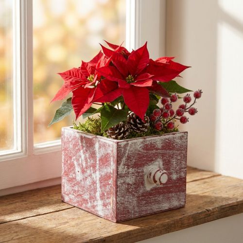 Plantekasse dekorativ treskuff shabby chic rød hvit 12cm | Floristik24.no