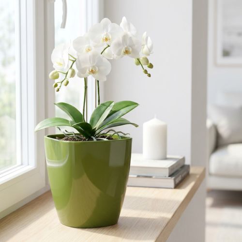 Orkidepotte blank Ø12,5cm olivengrønn 1 stk | Floristik24.no