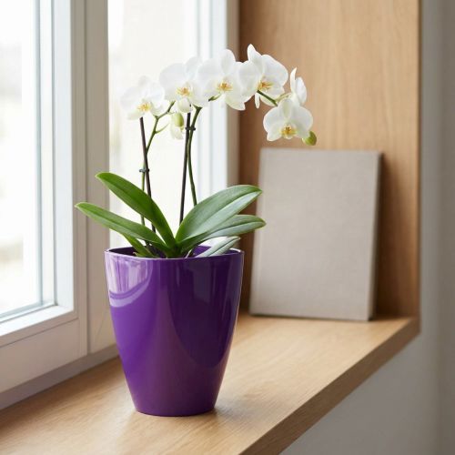 Orkidépotte, blank, Ø12,5 cm, fiolett | Floristik24.no