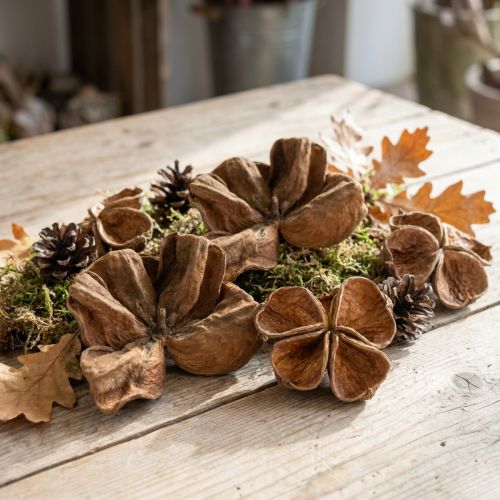 Landlotus Natur 50 stk | Floristik24.no