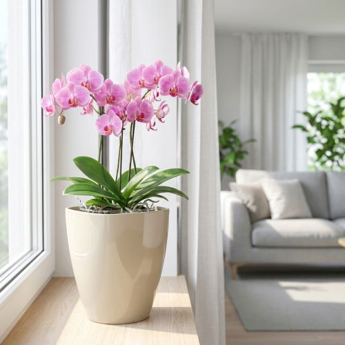 Orkidepotte blank Ø12,5cm sand 1 stk | Floristik24.no