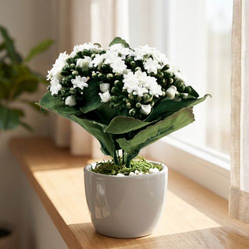 Kunstig Kalanchoe Flaming Käthchen Hvit 24cm | Floristik24.no