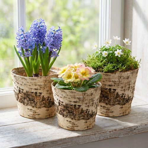 Bjørkepotte av bark med folie Ø15 cm H13 cm 3 stk | Floristik24.no