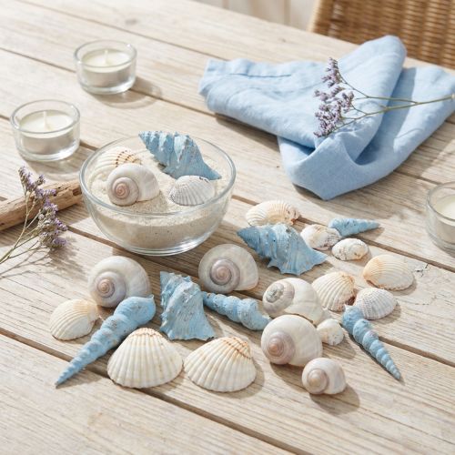 Skalldekor sneglehus blå natur 3–5 cm 150 g | Floristik24.no