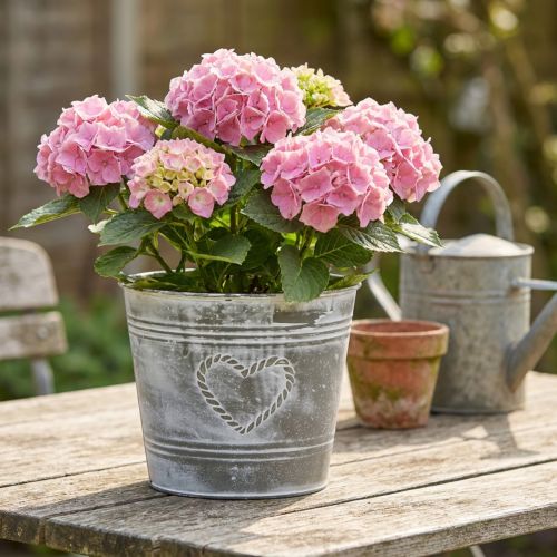 Shabby Chic blomsterpotte, metallplanter, hjerteformet, Ø22 cm, H17,5 cm | Floristik24.no