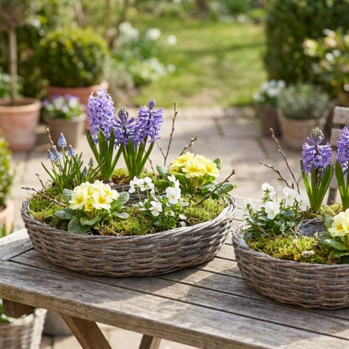 Planteringer i trerotting, naturgrå, Ø40/45 cm, sett med 2. | Floristik24.no