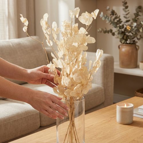 gjenstander Tørket sølvblad Lunaria Champagne 65-70cm 20g