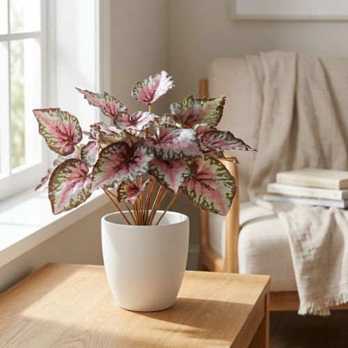 Begonia buskegrønn, fiolett 34cm | Floristik24.no