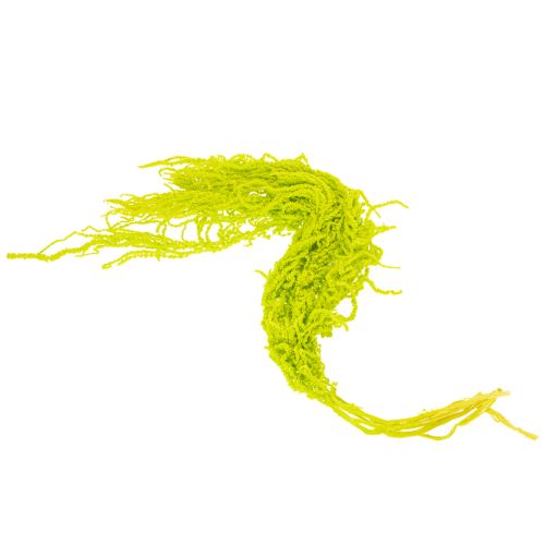 gjenstander Revehale tørkede blomster, farget, for spesiell hjemmedekorasjon og unike detaljer, 100 cm, 5 stk.