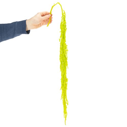 gjenstander Revehale tørkede blomster, farget, for spesiell hjemmedekorasjon og unike detaljer, 100 cm, 5 stk.