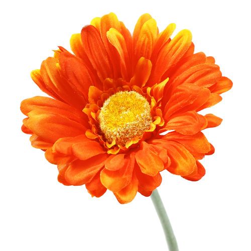Floristik24 Gerbera Orange Ø10cm L55cm 6stk