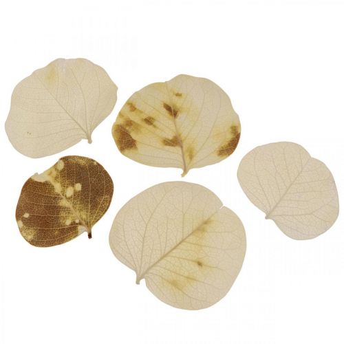 Tørkede blader Deco Moneta Dry Floristic Cream 100g