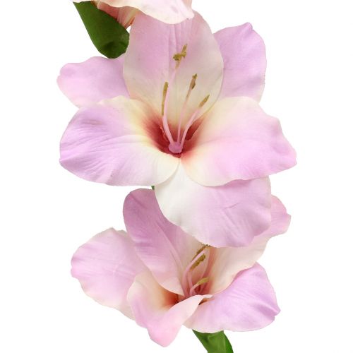 Floristik24 Gladiolus krem-lilla 86cm