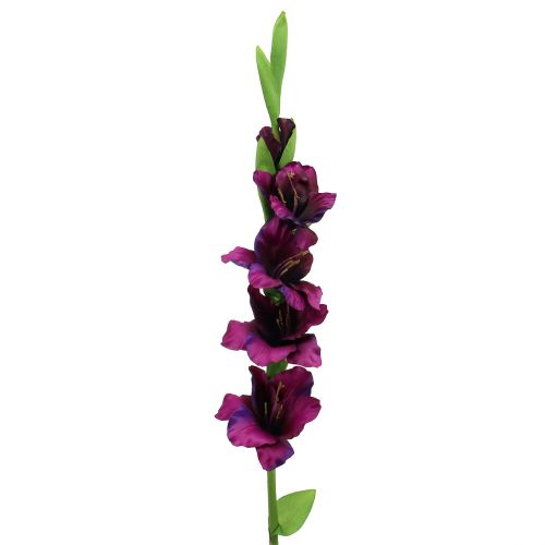 Gladiolus mørk lilla 86cm