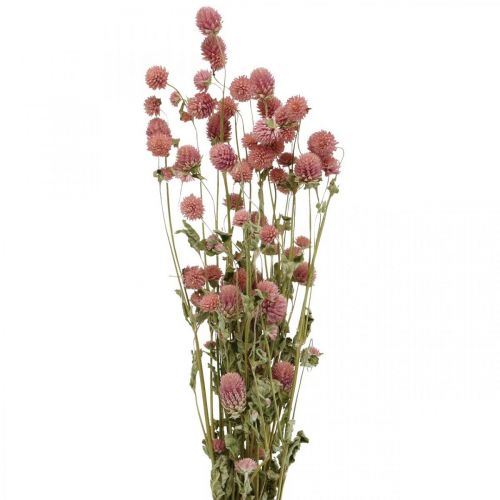 Ball Amaranth, Gomphrena Globosa, Sommerblomst, Tørrblomst Rosa L49cm 50g