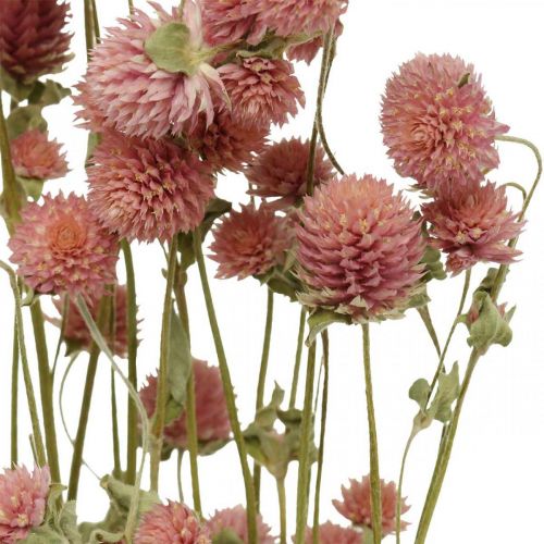 Floristik24 Ball Amaranth, Gomphrena Globosa, Sommerblomst, Tørrblomst Rosa L49cm 50g