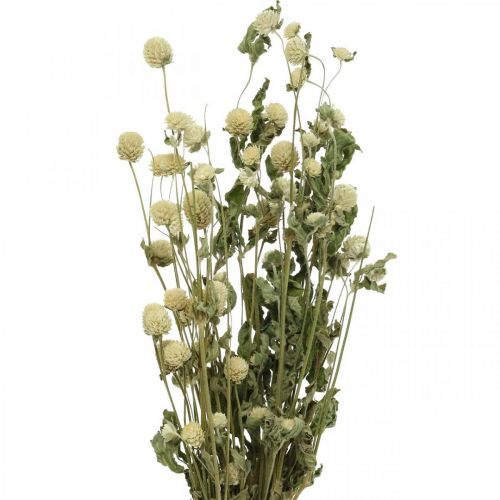 Floristik24 Tørket blomst, Globe Amaranth, Gomphrena Globosa White L49cm 45g